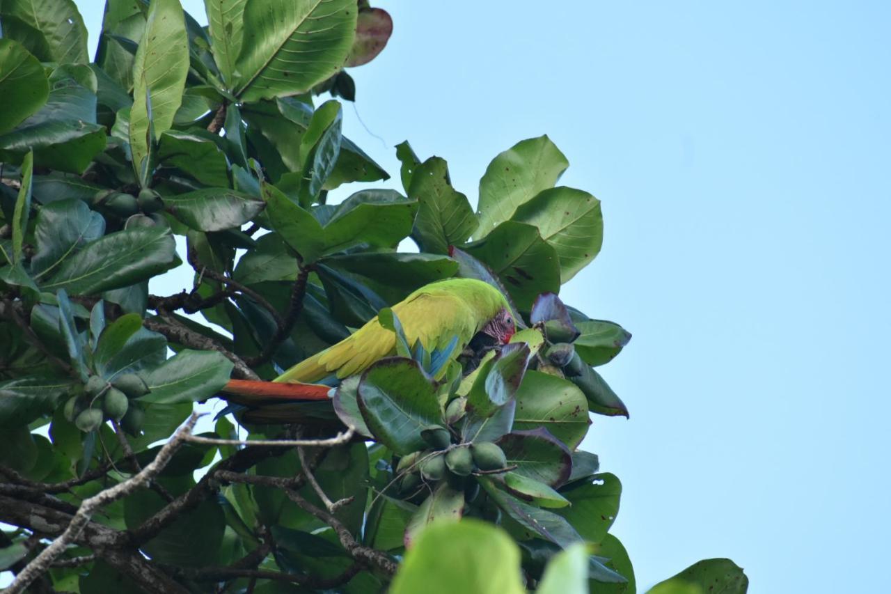 Casa Turtle Bogue Hotel Tortuguero Exterior photo